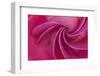 Close-up of red rose-Adam Jones-Framed Photographic Print