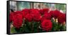 Close-Up of Red Roses in a Bouquet During Sant Jordi Festival, Barcelona, Catalonia, Spain-null-Framed Stretched Canvas