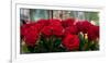 Close-Up of Red Roses in a Bouquet During Sant Jordi Festival, Barcelona, Catalonia, Spain-null-Framed Premium Photographic Print