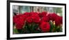 Close-Up of Red Roses in a Bouquet During Sant Jordi Festival, Barcelona, Catalonia, Spain-null-Framed Premium Photographic Print