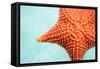 Close up of Red Starfish in a Tropical Water-BlueOrange Studio-Framed Stretched Canvas