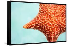 Close up of Red Starfish in a Tropical Water-BlueOrange Studio-Framed Stretched Canvas