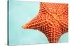Close up of Red Starfish in a Tropical Water-BlueOrange Studio-Stretched Canvas