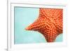 Close up of Red Starfish in a Tropical Water-BlueOrange Studio-Framed Photographic Print