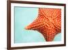 Close up of Red Starfish in a Tropical Water-BlueOrange Studio-Framed Photographic Print