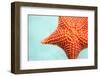 Close up of Red Starfish in a Tropical Water-BlueOrange Studio-Framed Photographic Print