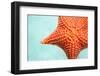 Close up of Red Starfish in a Tropical Water-BlueOrange Studio-Framed Photographic Print