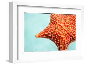 Close up of Red Starfish in a Tropical Water-BlueOrange Studio-Framed Photographic Print