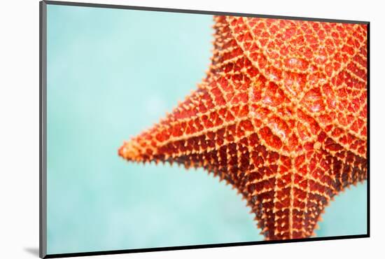 Close up of Red Starfish in a Tropical Water-BlueOrange Studio-Mounted Photographic Print