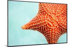 Close up of Red Starfish in a Tropical Water-BlueOrange Studio-Mounted Photographic Print