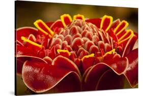 Close-Up of Red Torch Ginger Blossom, Central America, Costa Rica-Jaynes Gallery-Stretched Canvas