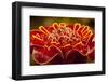Close-Up of Red Torch Ginger Blossom, Central America, Costa Rica-Jaynes Gallery-Framed Photographic Print