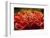 Close-Up of Red Torch Ginger Blossom, Central America, Costa Rica-Jaynes Gallery-Framed Photographic Print