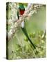 Close-Up of Resplendent Quetzal Perching on a Branch, Savegre, Costa Rica-null-Stretched Canvas