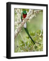 Close-Up of Resplendent Quetzal Perching on a Branch, Savegre, Costa Rica-null-Framed Photographic Print