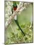 Close-Up of Resplendent Quetzal Perching on a Branch, Savegre, Costa Rica-null-Mounted Photographic Print