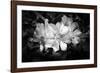 Close-up of Rhododendron flowers, California, USA-Panoramic Images-Framed Photographic Print