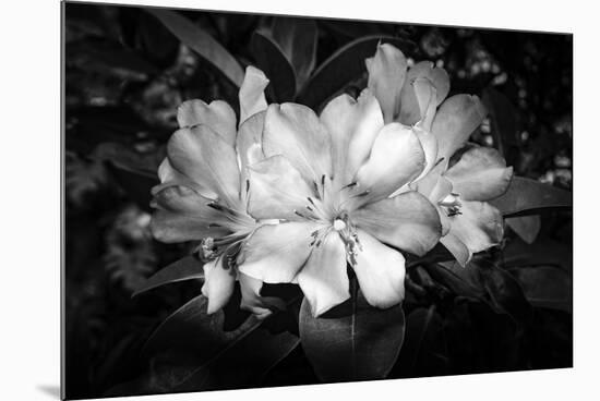 Close-up of Rhododendron flowers, California, USA-Panoramic Images-Mounted Photographic Print