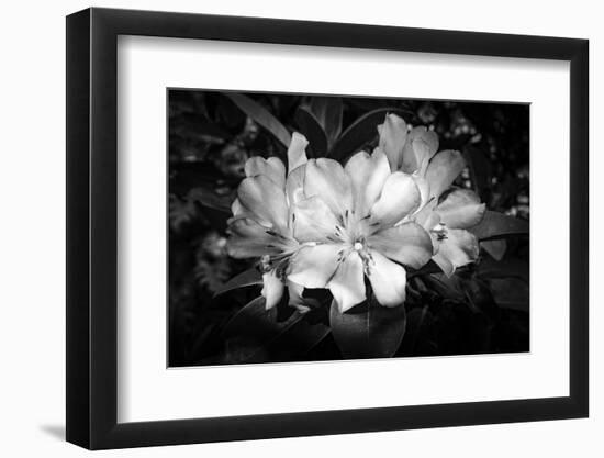 Close-up of Rhododendron flowers, California, USA-Panoramic Images-Framed Photographic Print