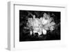 Close-up of Rhododendron flowers, California, USA-Panoramic Images-Framed Photographic Print