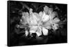 Close-up of Rhododendron flowers, California, USA-Panoramic Images-Framed Stretched Canvas