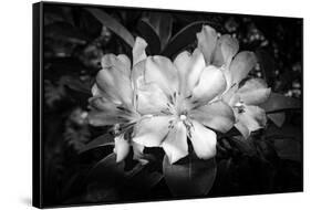 Close-up of Rhododendron flowers, California, USA-Panoramic Images-Framed Stretched Canvas