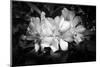 Close-up of Rhododendron flowers, California, USA-Panoramic Images-Mounted Premium Photographic Print