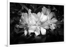 Close-up of Rhododendron flowers, California, USA-Panoramic Images-Framed Photographic Print