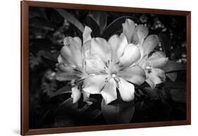 Close-up of Rhododendron flowers, California, USA-Panoramic Images-Framed Photographic Print