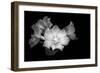 Close-up of Rhododendron flowers, California, USA-Panoramic Images-Framed Photographic Print