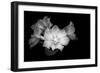 Close-up of Rhododendron flowers, California, USA-Panoramic Images-Framed Photographic Print