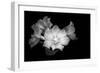 Close-up of Rhododendron flowers, California, USA-Panoramic Images-Framed Photographic Print