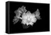 Close-up of Rhododendron flowers, California, USA-Panoramic Images-Framed Stretched Canvas