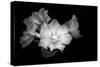 Close-up of Rhododendron flowers, California, USA-Panoramic Images-Stretched Canvas