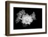 Close-up of Rhododendron flowers, California, USA-Panoramic Images-Framed Photographic Print