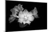 Close-up of Rhododendron flowers, California, USA-Panoramic Images-Mounted Photographic Print