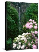 Close-up of Rhododendron flowers, Multnomah Falls, Columbia River Gorge National Scenic Area, Mu...-null-Stretched Canvas