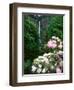 Close-up of Rhododendron flowers, Multnomah Falls, Columbia River Gorge National Scenic Area, Mu...-null-Framed Photographic Print