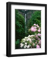 Close-up of Rhododendron flowers, Multnomah Falls, Columbia River Gorge National Scenic Area, Mu...-null-Framed Photographic Print