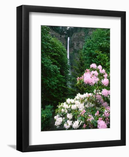 Close-up of Rhododendron flowers, Multnomah Falls, Columbia River Gorge National Scenic Area, Mu...-null-Framed Photographic Print