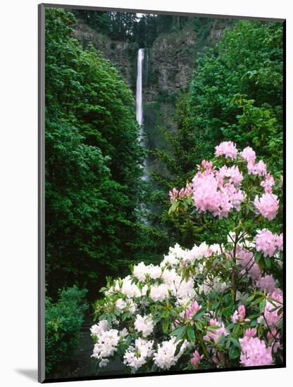 Close-up of Rhododendron flowers, Multnomah Falls, Columbia River Gorge National Scenic Area, Mu...-null-Mounted Photographic Print