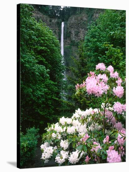 Close-up of Rhododendron flowers, Multnomah Falls, Columbia River Gorge National Scenic Area, Mu...-null-Stretched Canvas