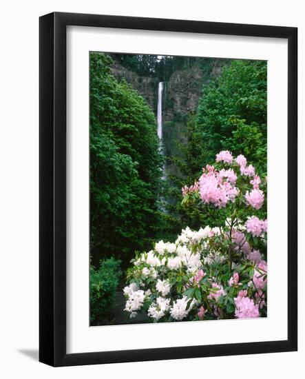 Close-up of Rhododendron flowers, Multnomah Falls, Columbia River Gorge National Scenic Area, Mu...-null-Framed Photographic Print