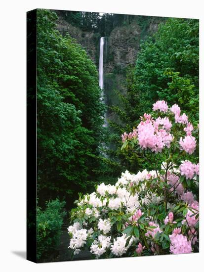 Close-up of Rhododendron flowers, Multnomah Falls, Columbia River Gorge National Scenic Area, Mu...-null-Stretched Canvas