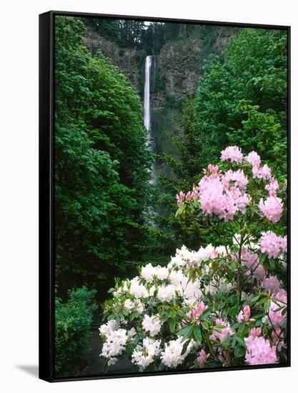 Close-up of Rhododendron flowers, Multnomah Falls, Columbia River Gorge National Scenic Area, Mu...-null-Framed Stretched Canvas