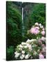 Close-up of Rhododendron flowers, Multnomah Falls, Columbia River Gorge National Scenic Area, Mu...-null-Stretched Canvas