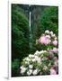 Close-up of Rhododendron flowers, Multnomah Falls, Columbia River Gorge National Scenic Area, Mu...-null-Framed Photographic Print