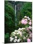 Close-up of Rhododendron flowers, Multnomah Falls, Columbia River Gorge National Scenic Area, Mu...-null-Mounted Photographic Print