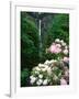 Close-up of Rhododendron flowers, Multnomah Falls, Columbia River Gorge National Scenic Area, Mu...-null-Framed Photographic Print