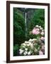 Close-up of Rhododendron flowers, Multnomah Falls, Columbia River Gorge National Scenic Area, Mu...-null-Framed Photographic Print